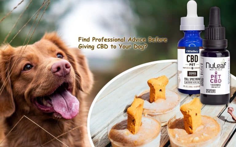 Find Professional Advice Before Giving CBD to Your Dog?