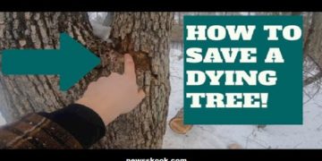 How to Save a Dying Tree