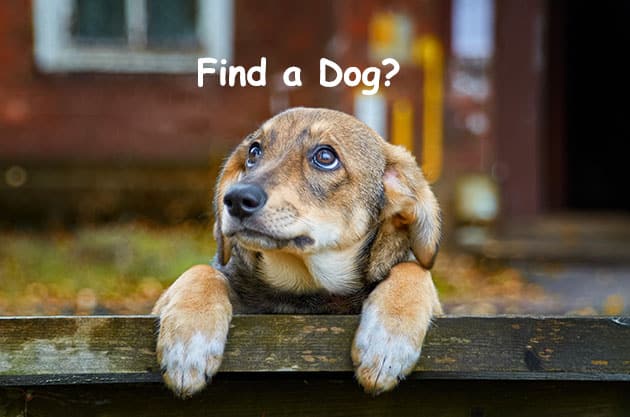 How to Find a Dog You’ll Love: 4 Simple Tips